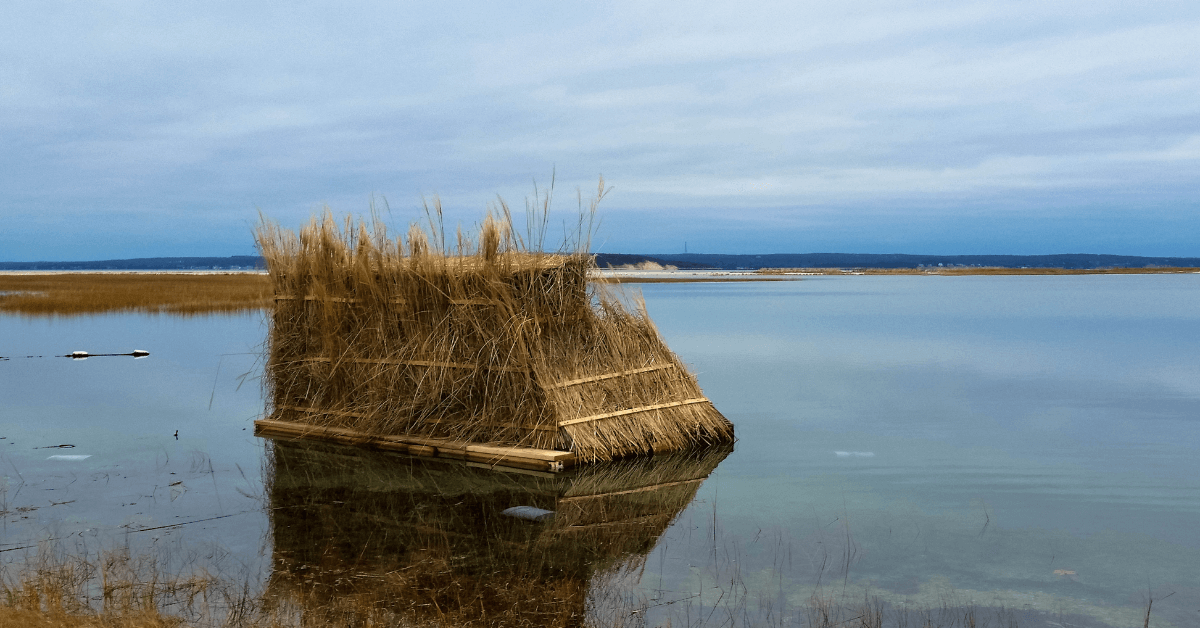 How to Build a Duck Blind